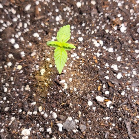 Unknown strain growlog timeline photo
