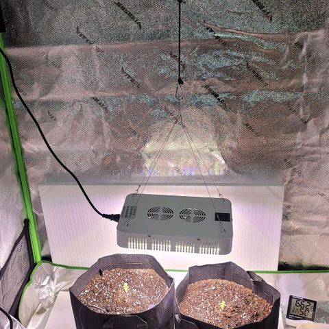 Unknown strain growlog timeline photo