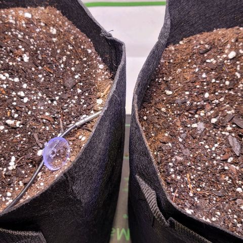 Unknown strain growlog timeline photo