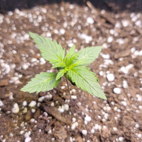Unknown strain growlog timeline photo