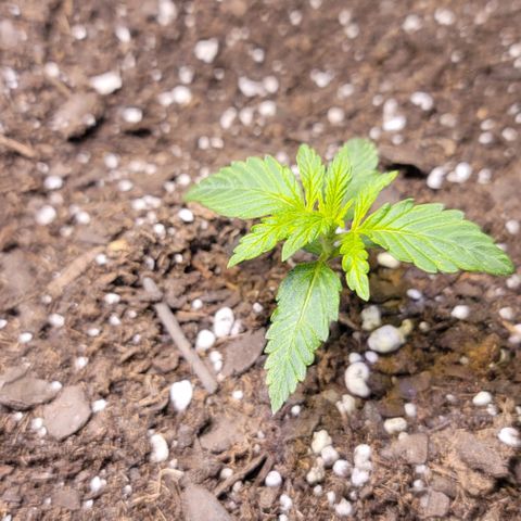 Unknown strain growlog timeline photo