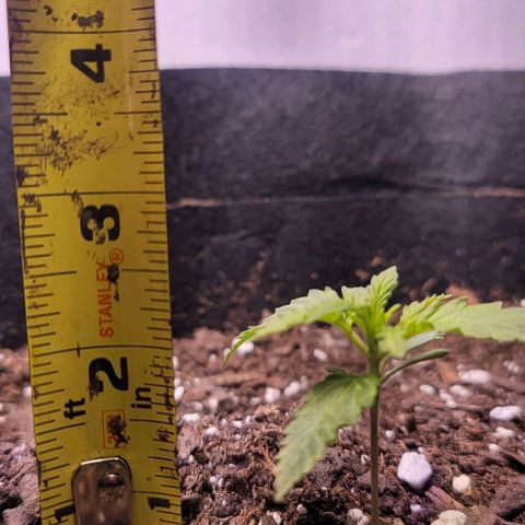 Unknown strain growlog timeline photo