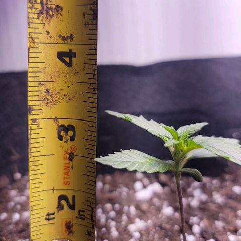 Unknown strain growlog timeline photo