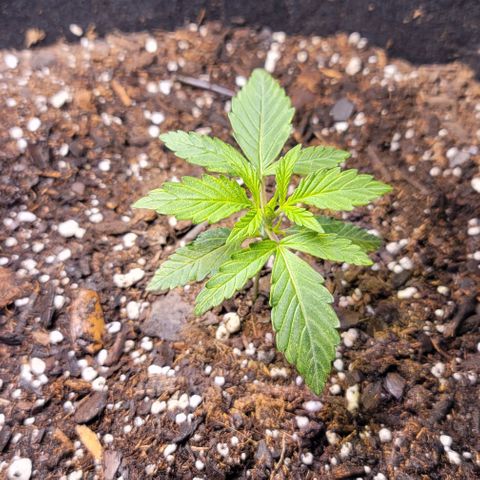 Unknown strain growlog timeline photo