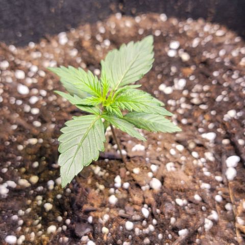 Unknown strain growlog timeline photo