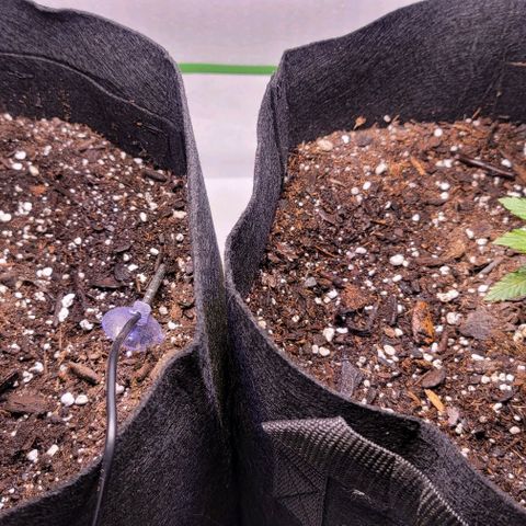 Unknown strain growlog timeline photo