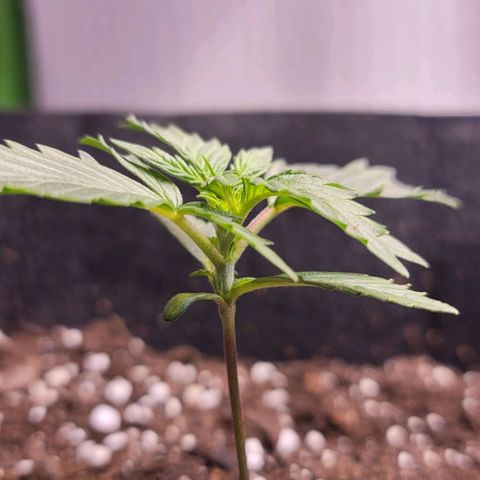 Unknown strain growlog timeline photo