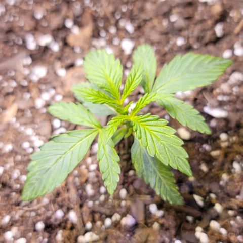 Unknown strain growlog timeline photo