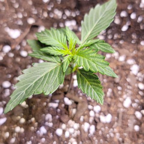 Unknown strain growlog timeline photo