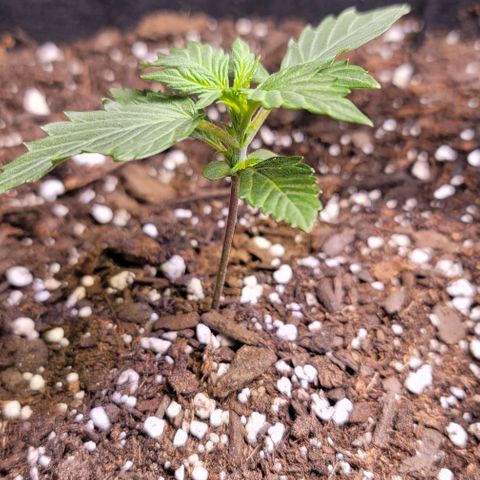 Unknown strain growlog timeline photo
