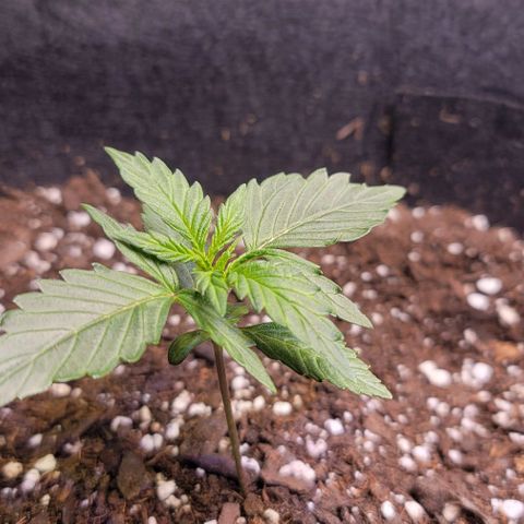 Unknown strain growlog timeline photo