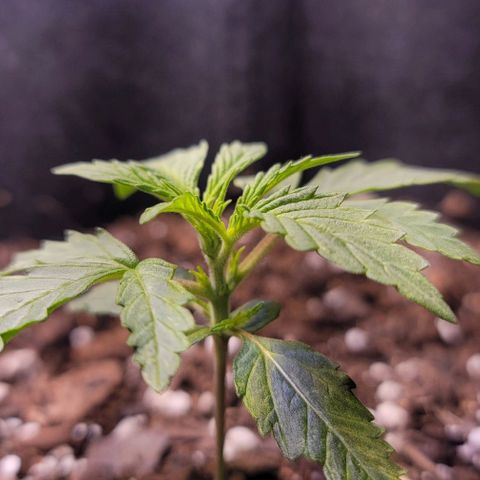 Unknown strain growlog timeline photo