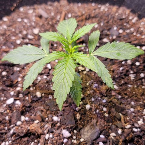 Unknown strain growlog timeline photo