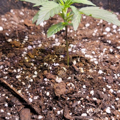 Unknown strain growlog timeline photo