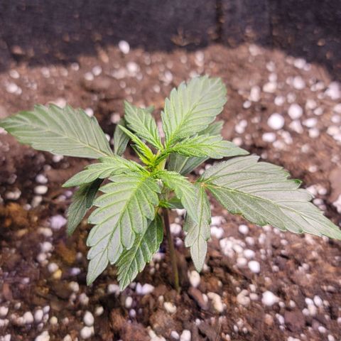 Unknown strain growlog timeline photo