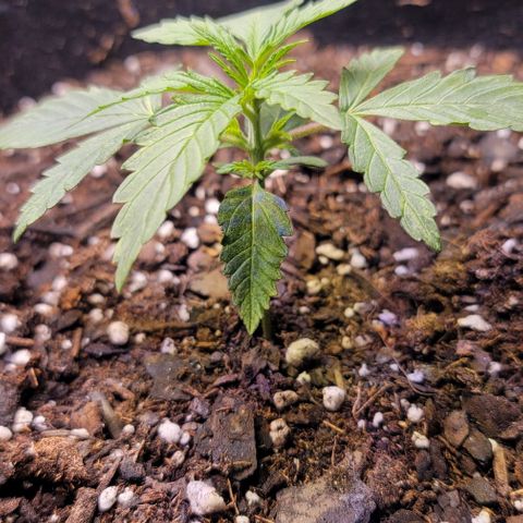 Unknown strain growlog timeline photo