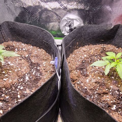 Unknown strain growlog timeline photo