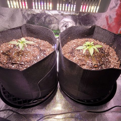 Unknown strain growlog timeline photo
