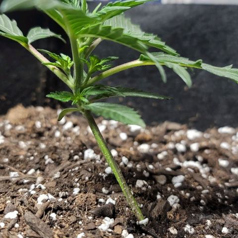 Unknown strain growlog photo: Straighten the lean