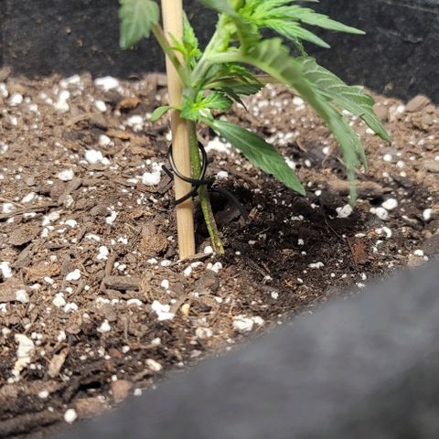 Unknown strain growlog photo: Straighten the lean