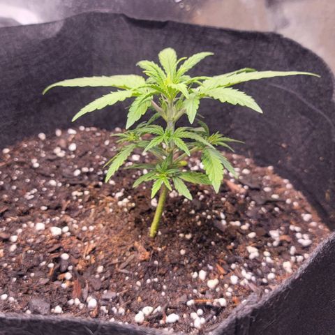 Unknown strain growlog timeline photo