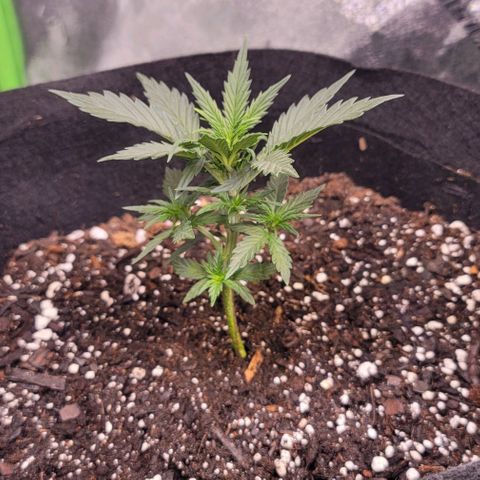 Unknown strain growlog timeline photo