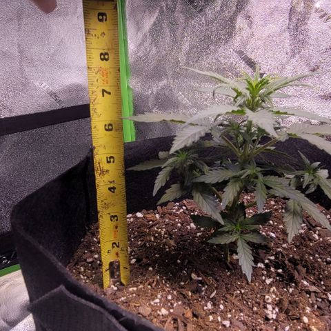 Unknown strain growlog photo: 6.5in left and 7.5in right