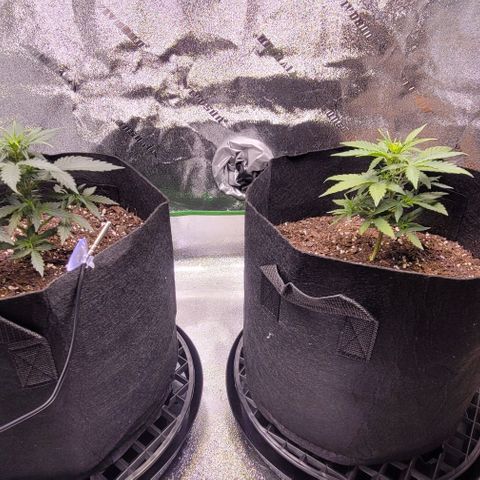 Unknown strain growlog photo: 6.5in left and 7.5in right