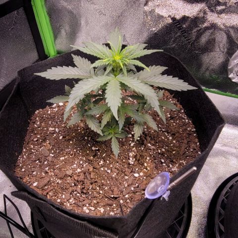 Unknown strain growlog photo: 6.5in left and 7.5in right
