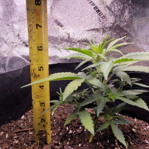 Unknown strain growlog photo: 6.5in left and 7.5in right
