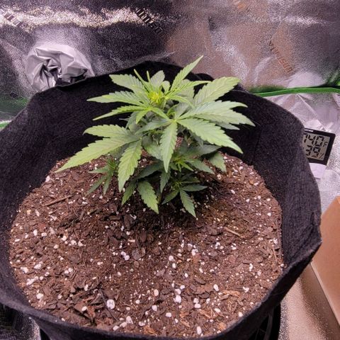Unknown strain growlog photo: 6.5in left and 7.5in right