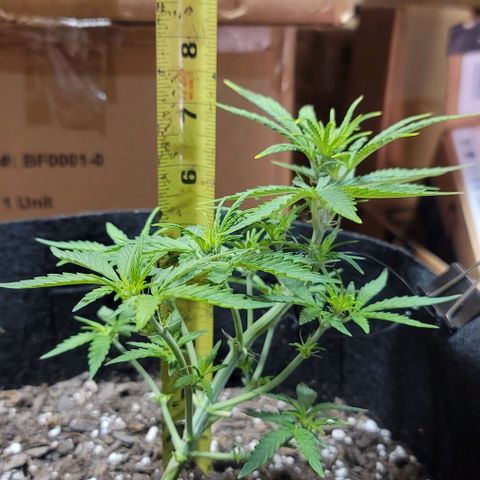 Unknown strain growlog timeline photo