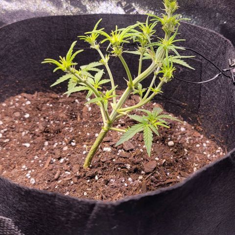 Unknown strain growlog timeline photo