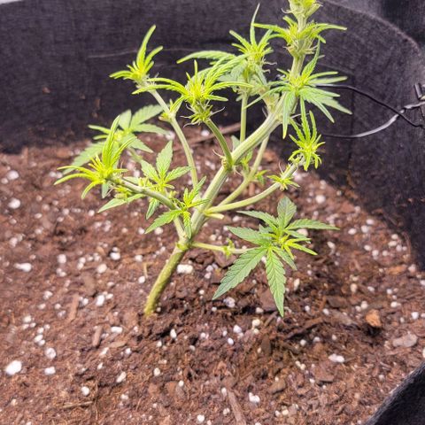 Unknown strain growlog timeline photo