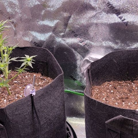 Unknown strain growlog timeline photo