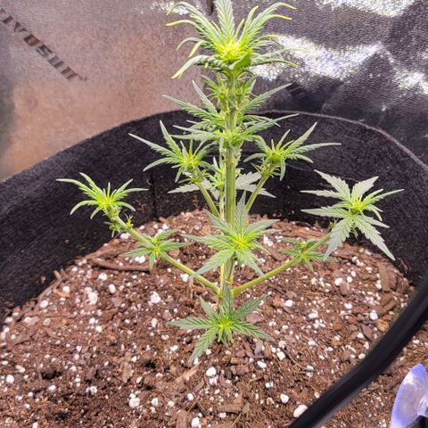 Unknown strain growlog timeline photo