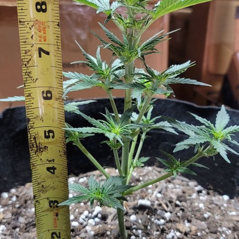 Unknown strain growlog timeline photo