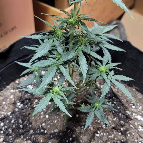 Unknown strain growlog timeline photo