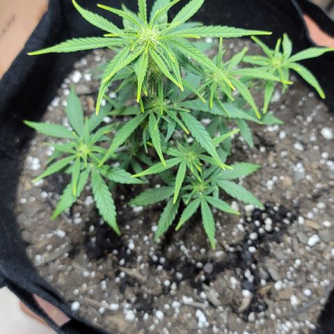 Unknown strain growlog timeline photo