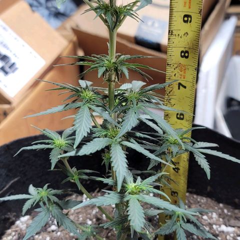 Unknown strain growlog timeline photo