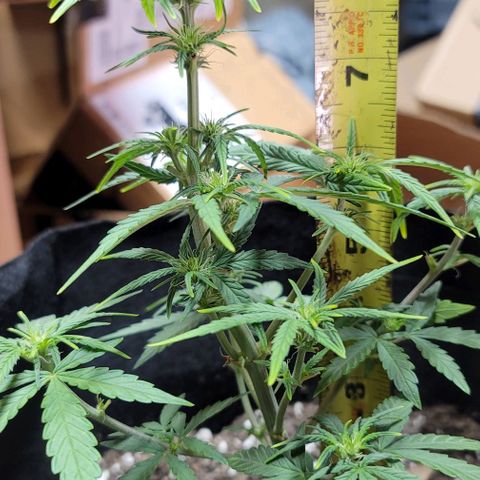 Unknown strain growlog timeline photo