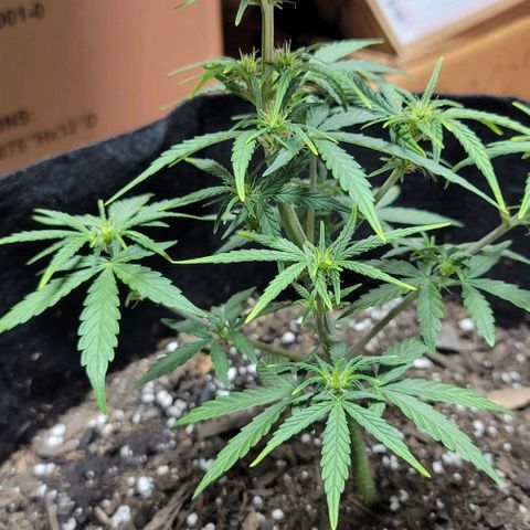 Unknown strain growlog timeline photo