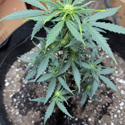 Unknown strain growlog timeline photo