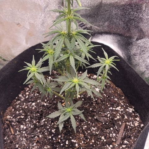 Unknown strain growlog timeline photo