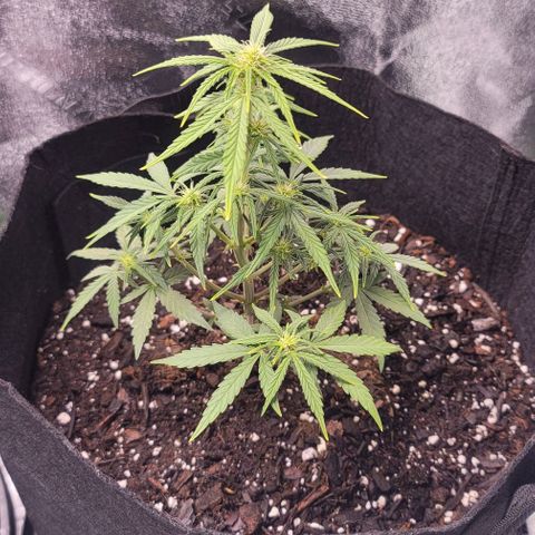 Unknown strain growlog timeline photo
