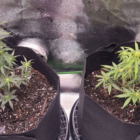 Unknown strain growlog timeline photo