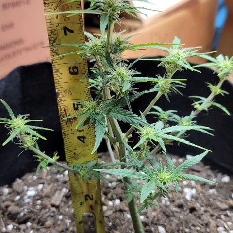 Unknown strain growlog timeline photo