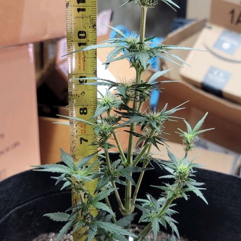 Unknown strain growlog timeline photo