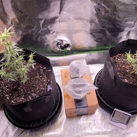 Unknown strain growlog timeline photo