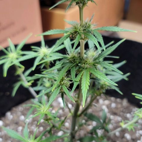 Unknown strain growlog timeline photo